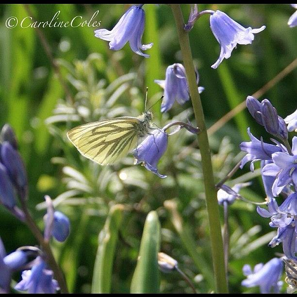 Butterfly Photograph - Bluebell With Green-veined #butterfly by Caroline Coles