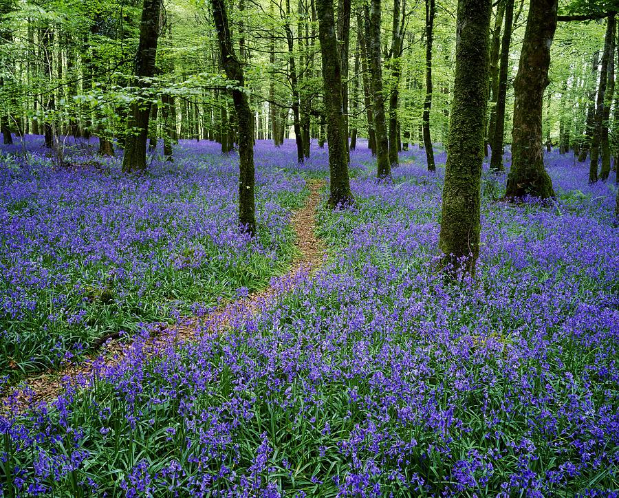 Bluebell Wood, Near Boyle, Co Photograph by The Irish Image Collection 