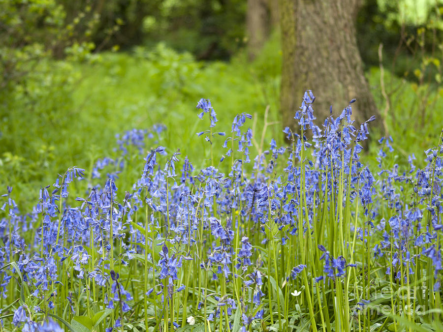 Bluebell woodland Photograph by Steev Stamford