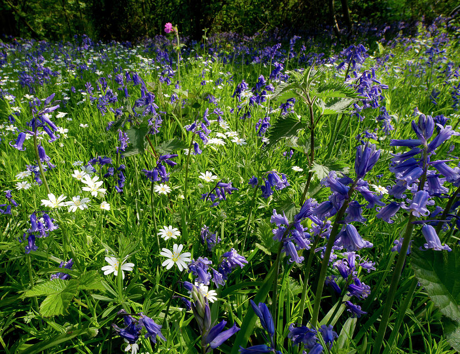 Bluebell woods  Photograph by Gary Eason