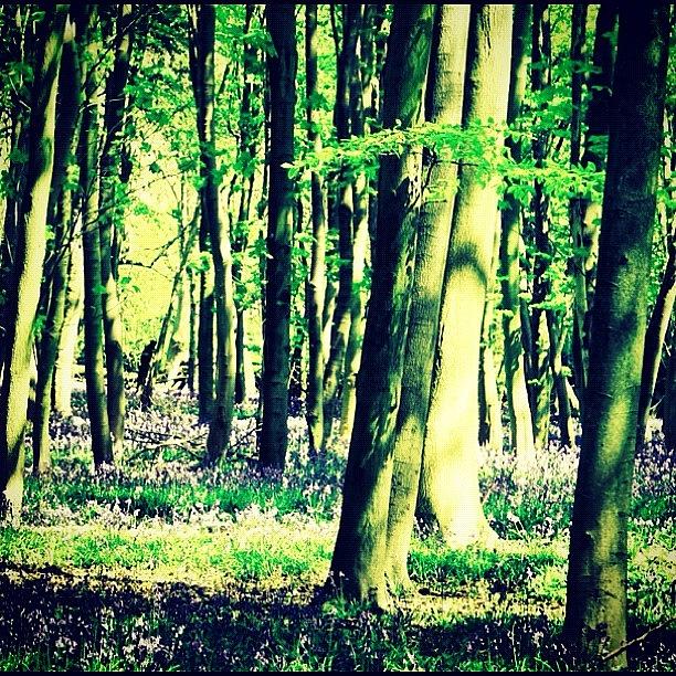 Bluebell Woods Photograph by Wk Masters