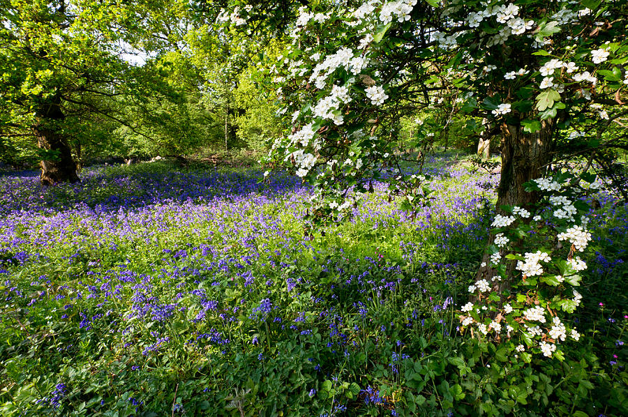 Bluebells and may Photograph by Gary Eason