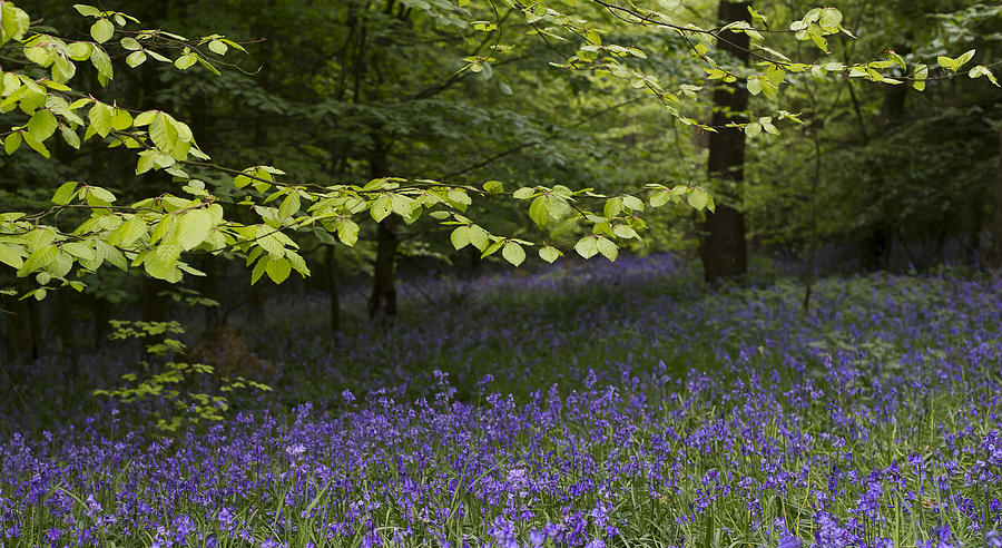 Bluebells in the woods Photograph by Gary Eason