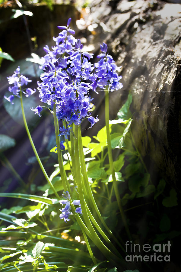 Bluebells in the woods Photograph by Simon Bratt