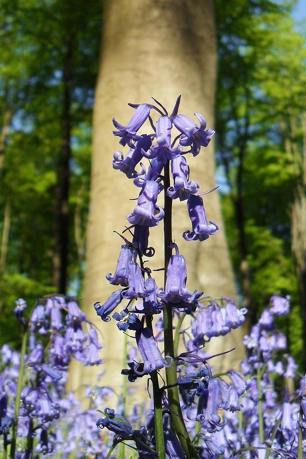 Bluebells Photograph by Michael Standen Smith