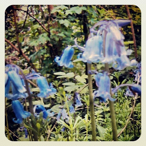Instagram Photograph - Bluebells #woodland #british #bluebell by Pete Carr