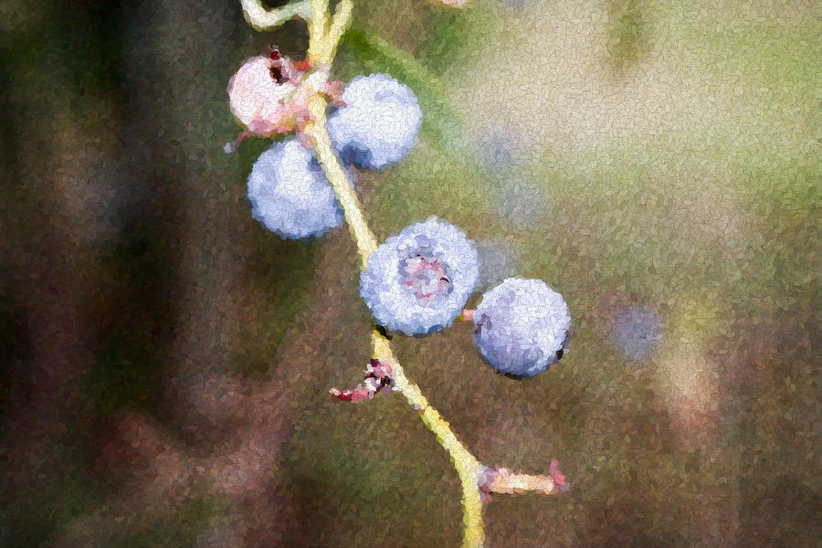 Blueberries  Painting by Ester McGuire