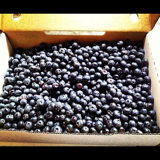 Blueberries For Muffins @tennisjess Photograph by Victoria O