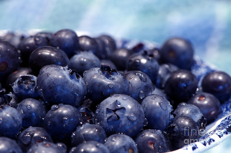Blueberries Freshly Picked Photograph by Sharon Talson