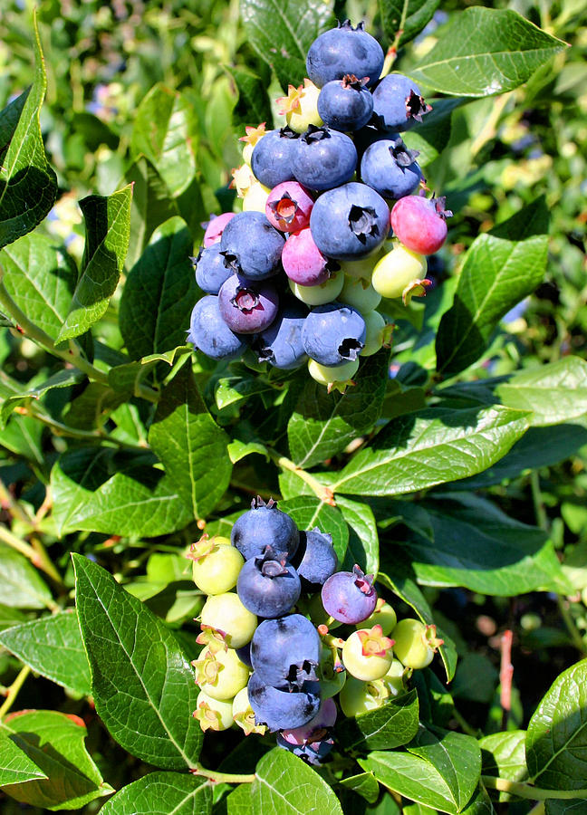 Blueberries Photograph by Kristin Elmquist