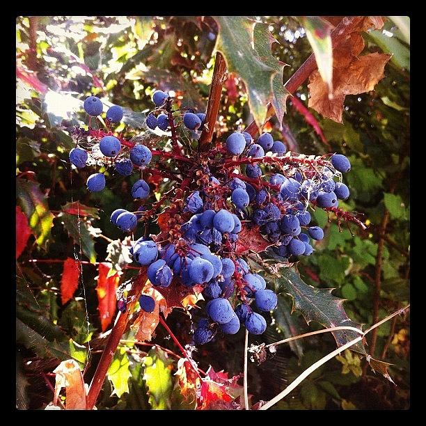 Summer Photograph - Blueberries by Patty Carrion