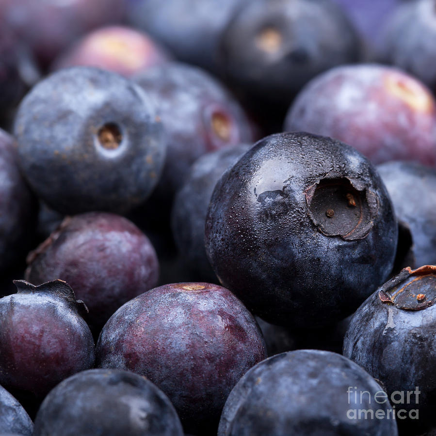Blueberry background Photograph by Jane Rix
