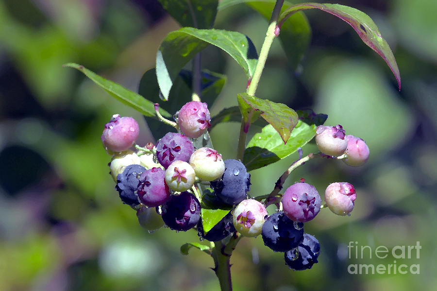 Blueberry Photograph - Blueberry Bunch with Raindrops by Sharon Talson