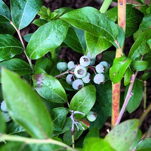 Blueberry Photograph - #blueberry Bush #oregon #mcminnville by Art Rocha
