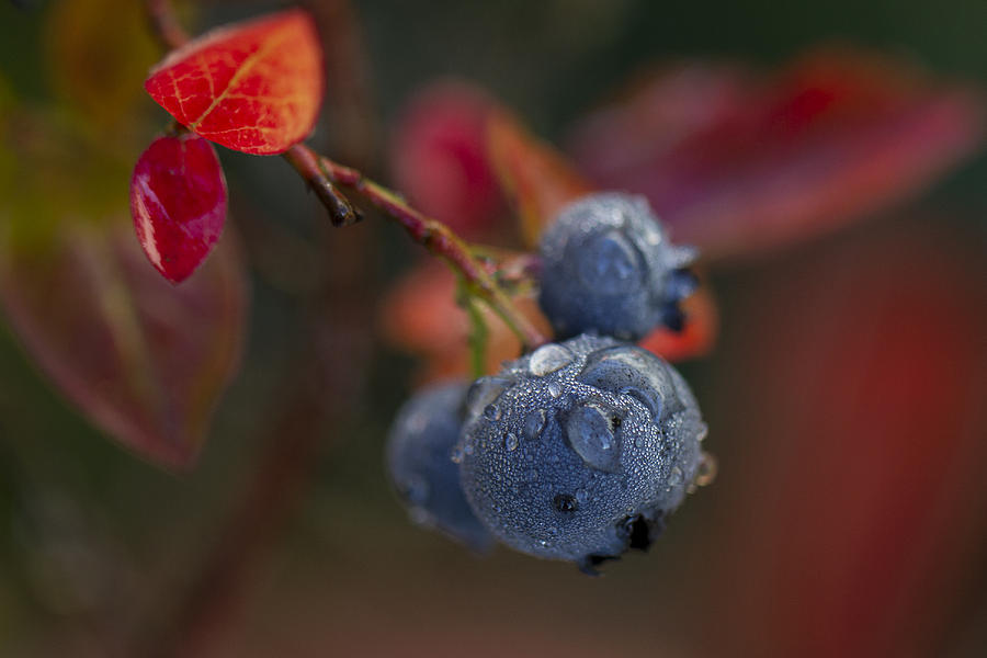 Blueberry Dewdrops Photograph by Clare Bambers