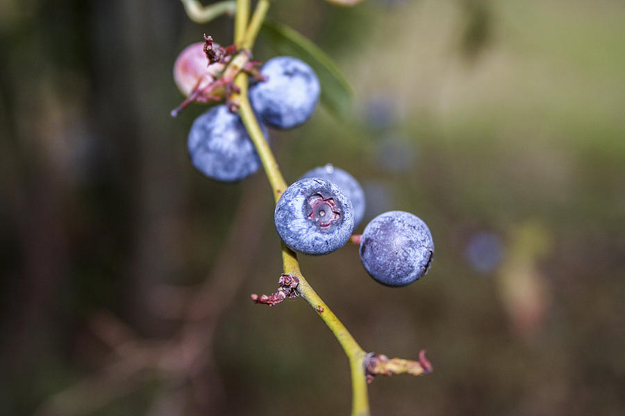 Blueberry Photograph by Ester McGuire