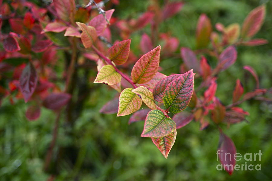 Blueberry Leaves in Autumn Photograph by Sean Griffin