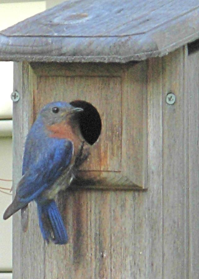 Bluebird and House Photograph by Jeanne Juhos