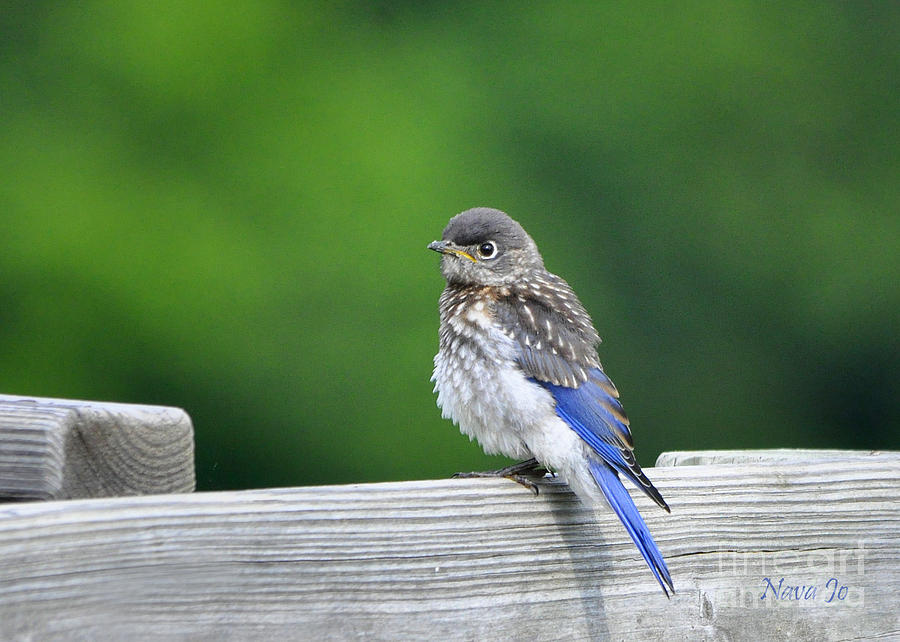 Bluebird Baby Photograph by Nava Thompson
