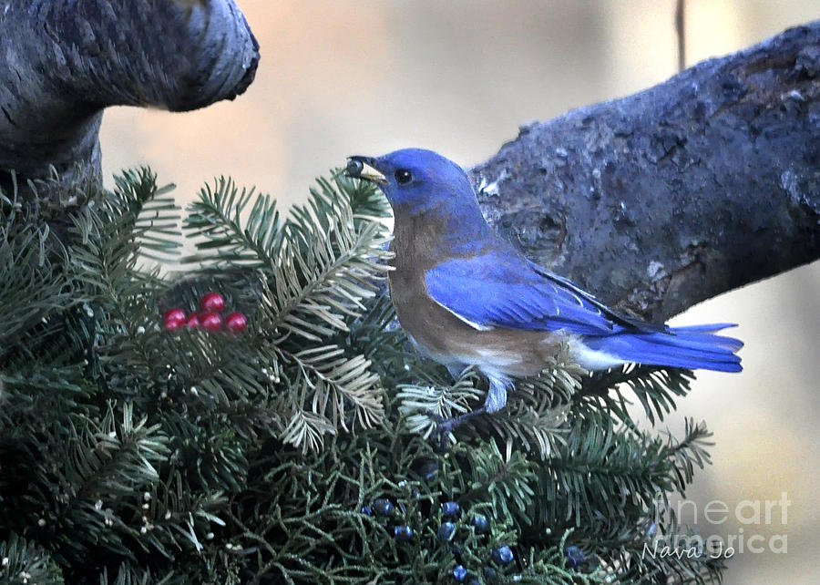 Bluebird Christmas Wreath #3 Photograph by Nava Thompson