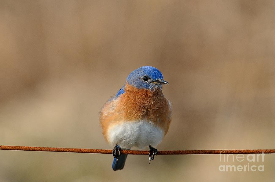 Bluebird Photograph by Craig Leaper