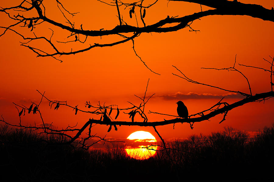 Bird Photograph - Bluebird Dawn by Bill Pevlor