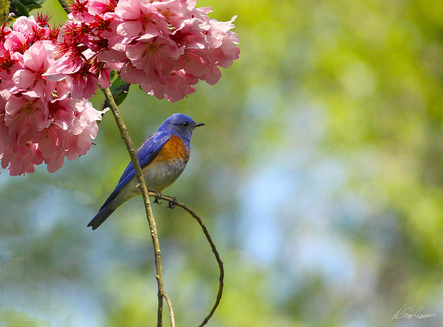 Bluebird in Cherry Tree Photograph by Diana Haronis