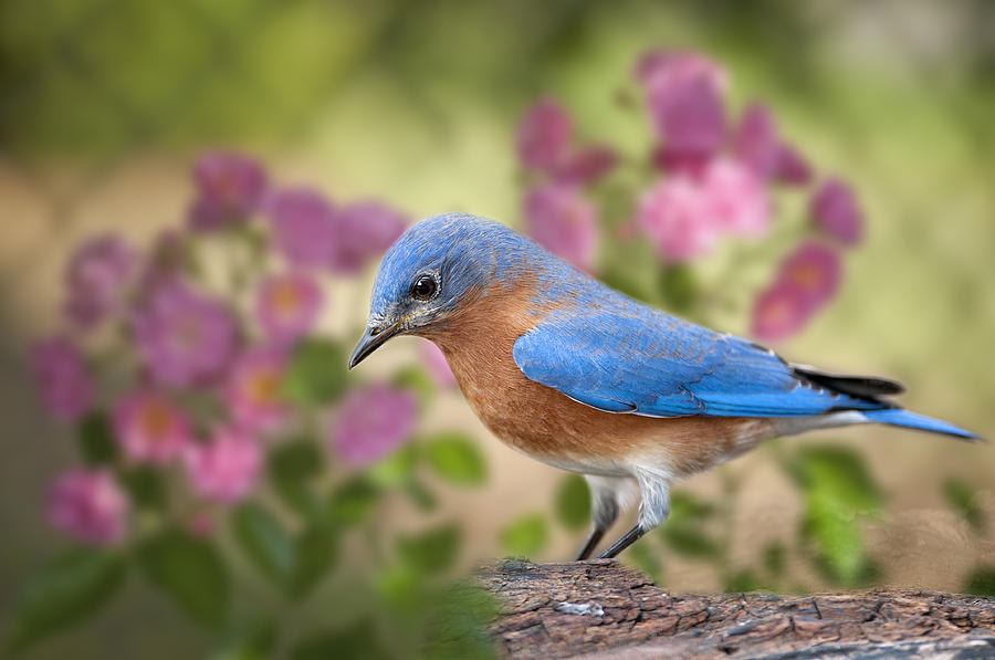 Bluebird Photograph - Bluebird in the Rose Garden by Bonnie Barry