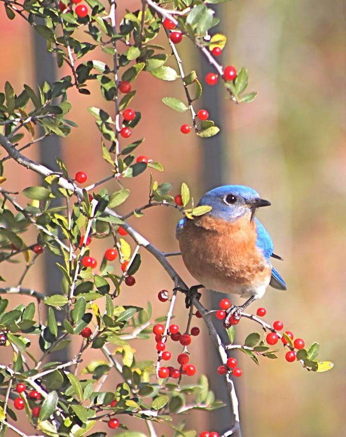 Bluebird in Yaupon Holly Tree Photograph by Jeanne Juhos