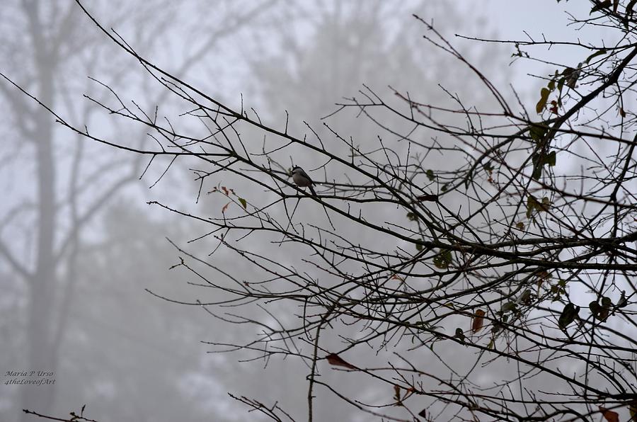 Bluebird on a Foggy Morn Photograph by Maria Urso