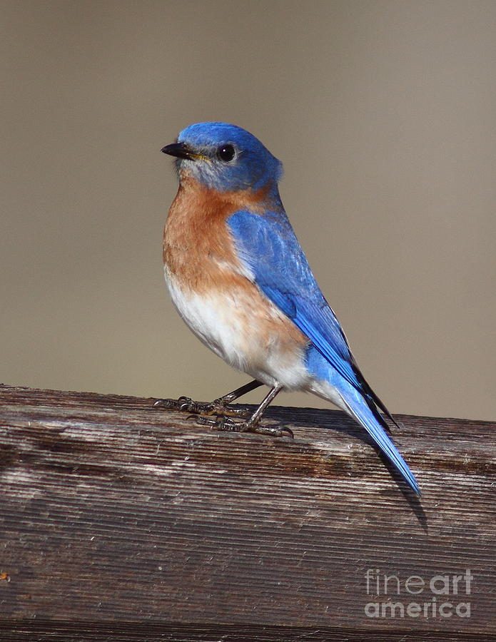 Bluebird On Split Rail Photograph