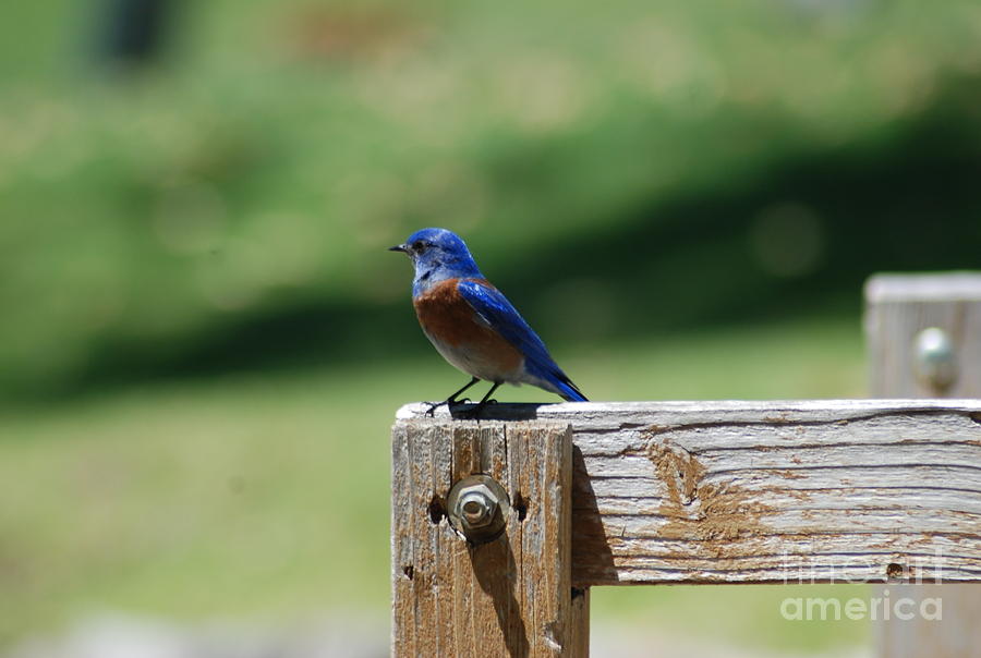 Nature Photograph - Bluebird On The Fence by Barry Kadische