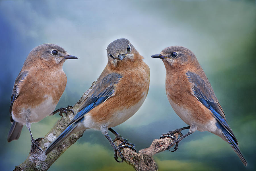Bluebird Trio Photograph by Bonnie Barry