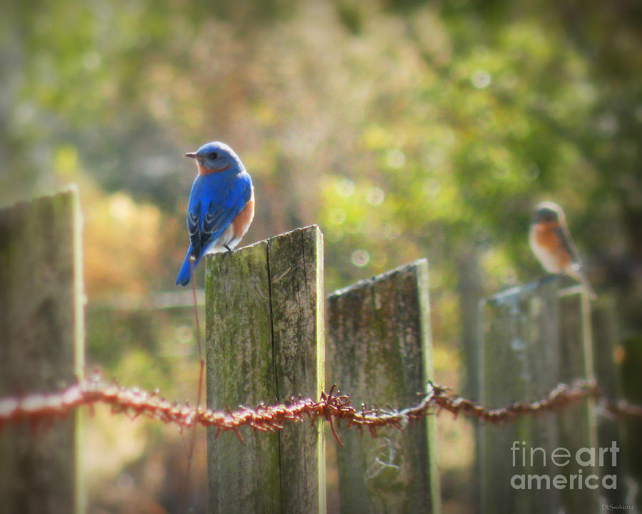 Bluebirds on a Fence Photograph by Deborah Smith