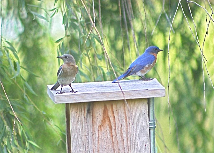 Bluebirds on Bluebird House Photograph by Jeanne Juhos
