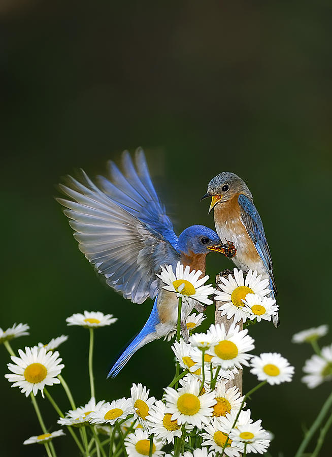Bluebirds Picnicking In The Daisies Photograph by Randall Branham