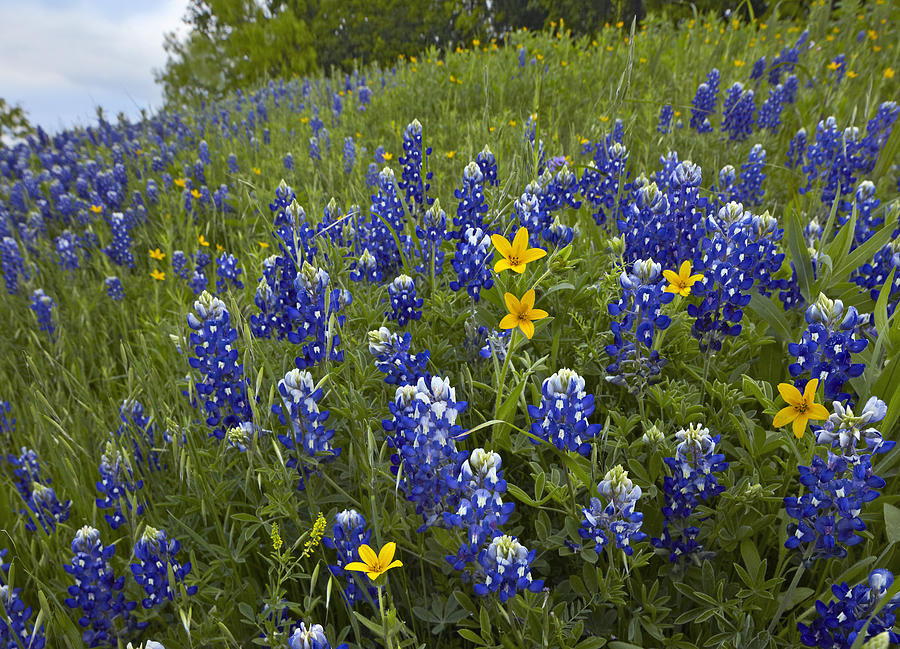 Bluebonnet And Texas Yellowstar Photograph by Tim Fitzharris