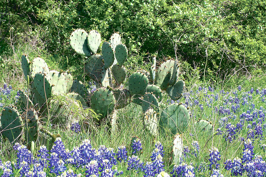 Bluebonnet Cactus Photograph by Darren Boyd - Fine Art America
