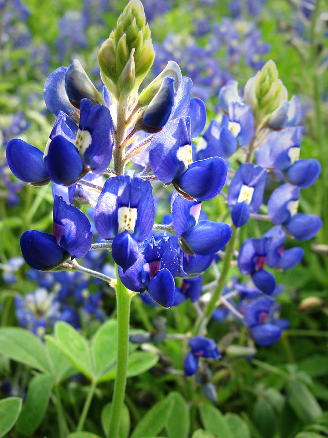 Bluebonnet No. 19 Photograph by Stacy Michelle Smith