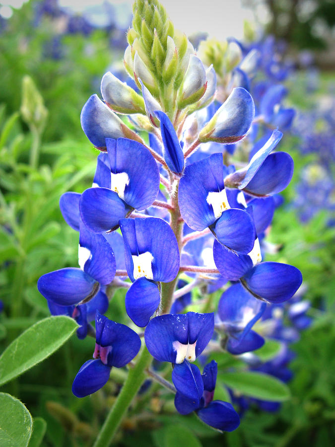 Bluebonnet No. 5 Photograph by Stacy Michelle Smith