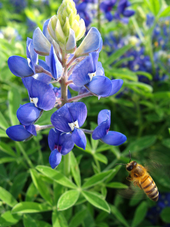 Bluebonnets and Bees Photograph by Stacy Michelle Smith