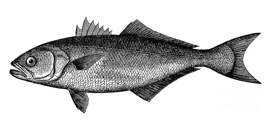 define bluefish define bluefish