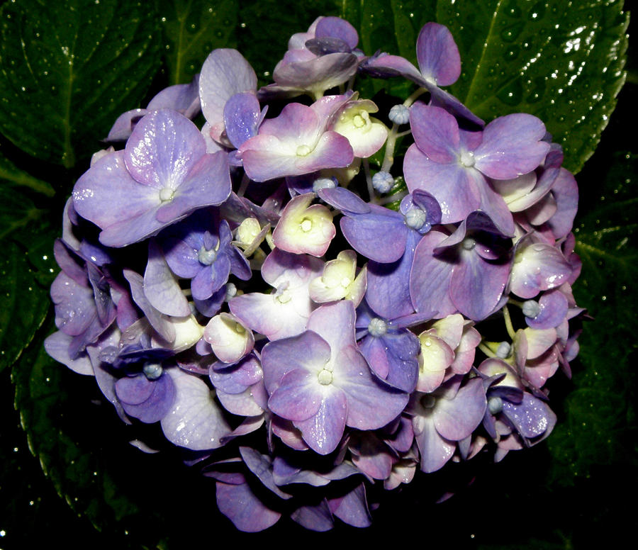 Blueish Purple Hydrangea At Nighfall Photograph by Kim Galluzzo Wozniak