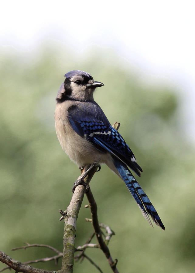 Bluejay - Bird Photograph by Travis Truelove