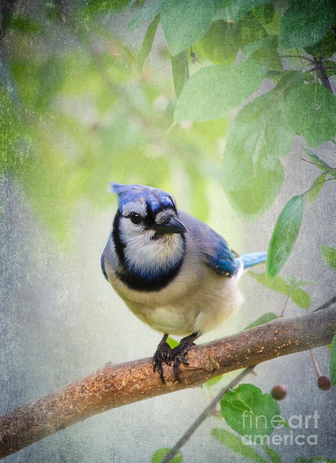Blue Jay Photograph - Bluejay in a Tree by Betty LaRue