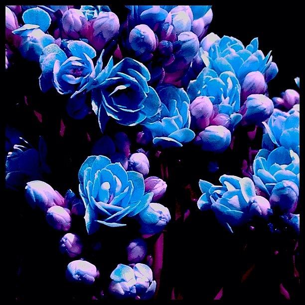 Flower Photograph - Bluequet #blues #purples #flowers #art by Sara Jones