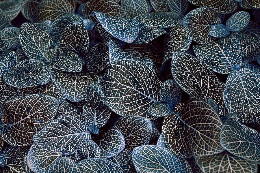 Pattern Photograph - Bluey by Wayne Sherriff