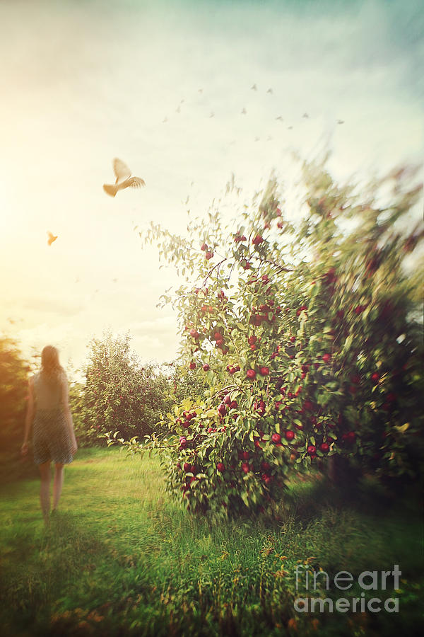 Blured figure of woman walking in apple orchard Photograph by Sandra Cunningham