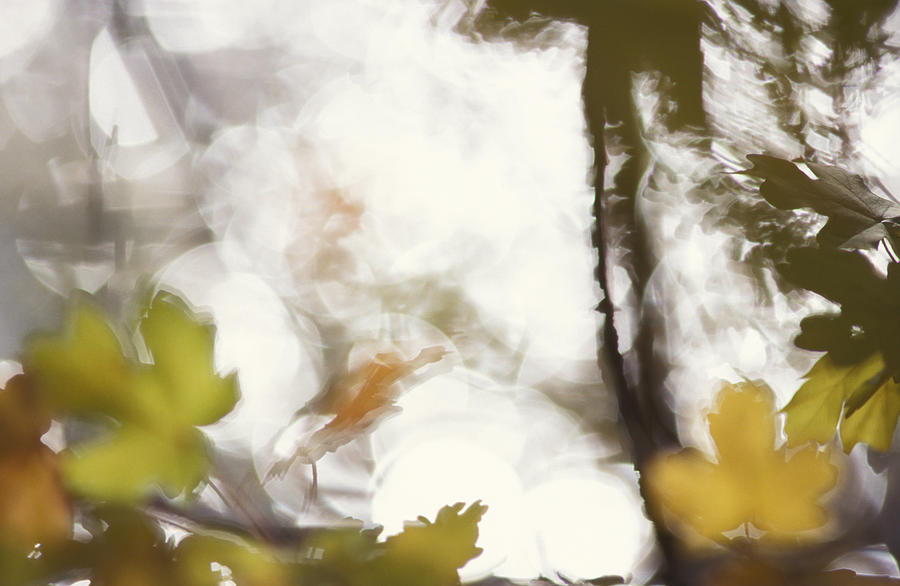 Blurry autumn leaves Photograph by Ulrich Kunst And Bettina Scheidulin