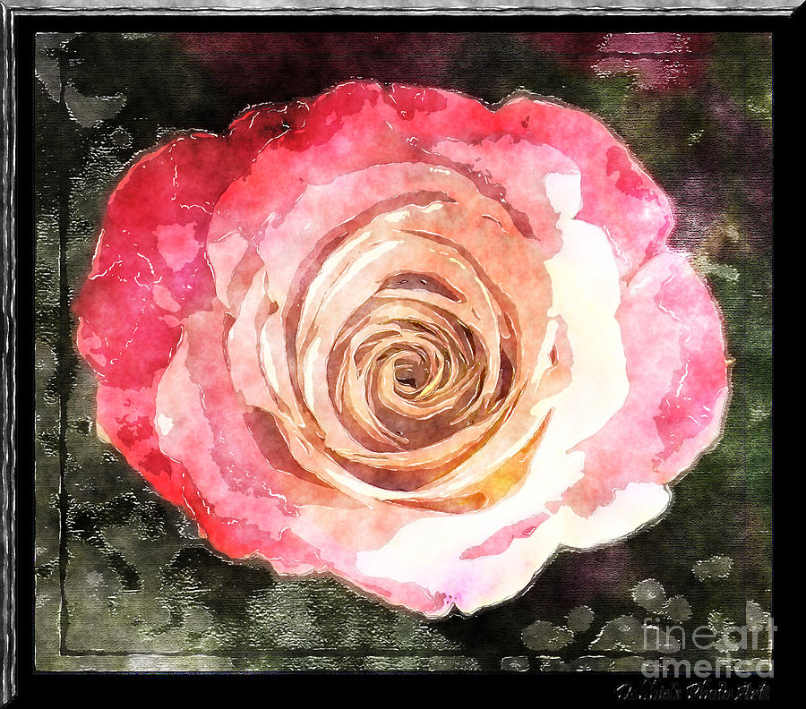Blush Rose Art Photograph by Debbie Portwood